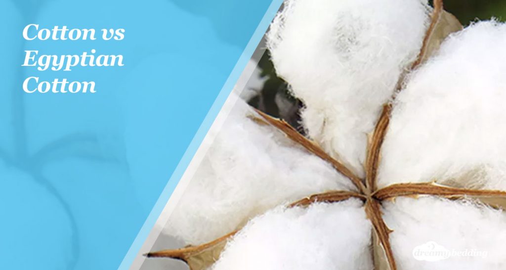 Learn the Differences Between Cotton vs Egyptian Cotton